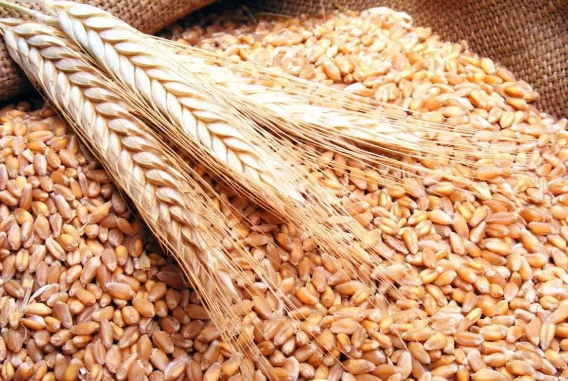 3 мая пройдут переговоры по зерновой сделке 