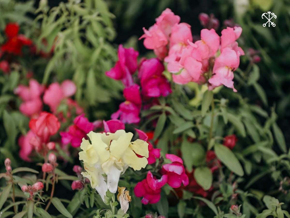 Antirrhinum Snaptastic Pink