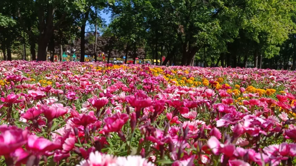 В Александровском саду проводят фестиваль цветов
