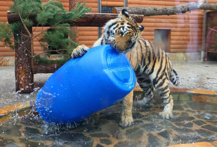 Ленинградский зоопарк празднует свое 158-летие