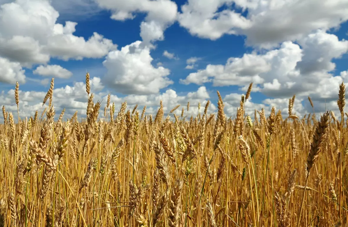 На рынке пшеницы стала лидером Россия