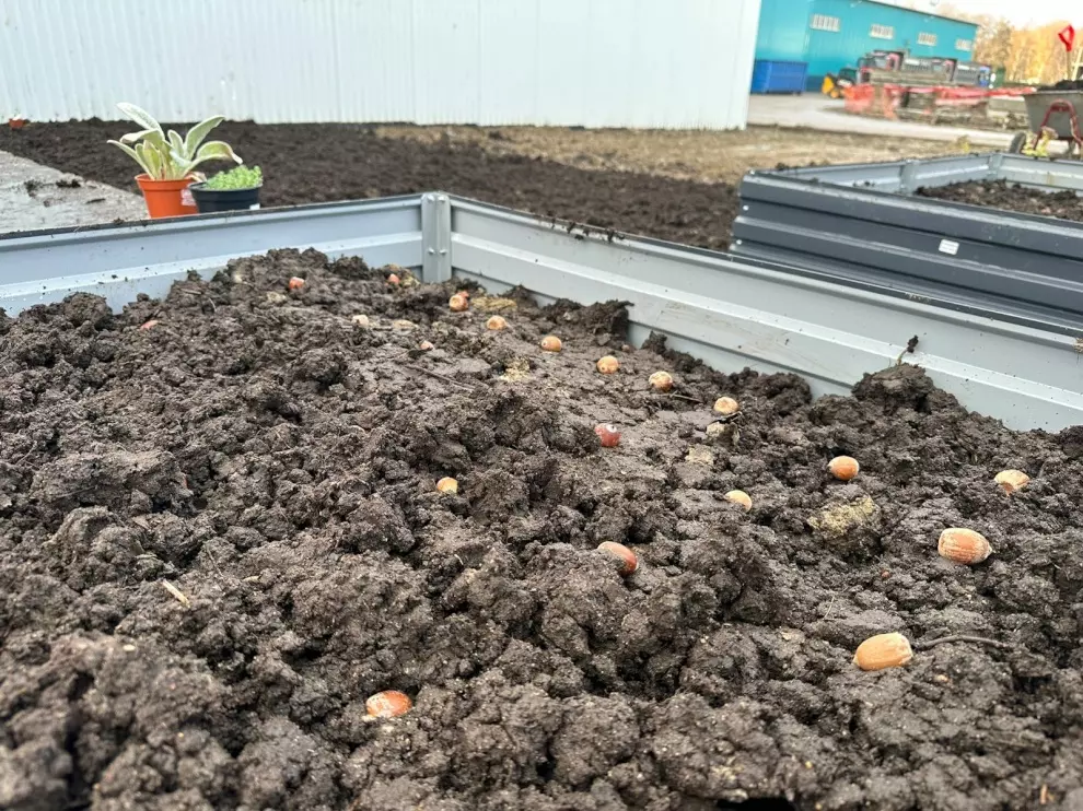 На КПО «Волхонка» открыли экспериментальную площадку по посеву семян и растений в почвогрунт, который получен путем утилизации органических отходов
