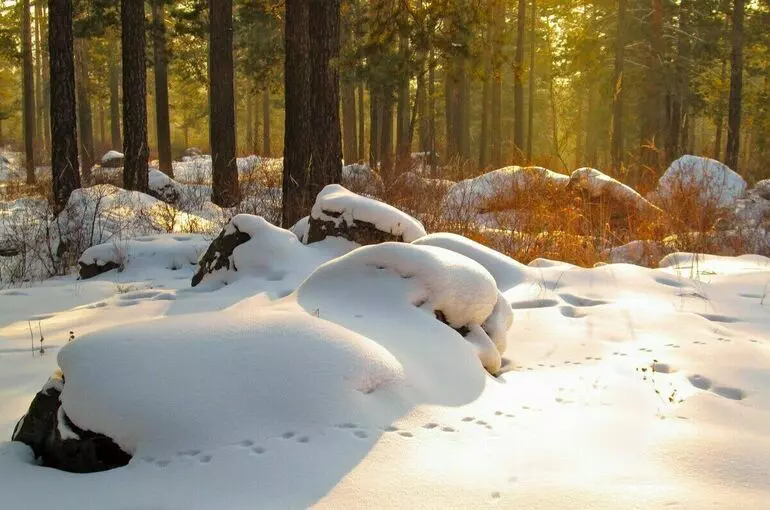 День заповедников и национальных парков отмечают сегодня в России