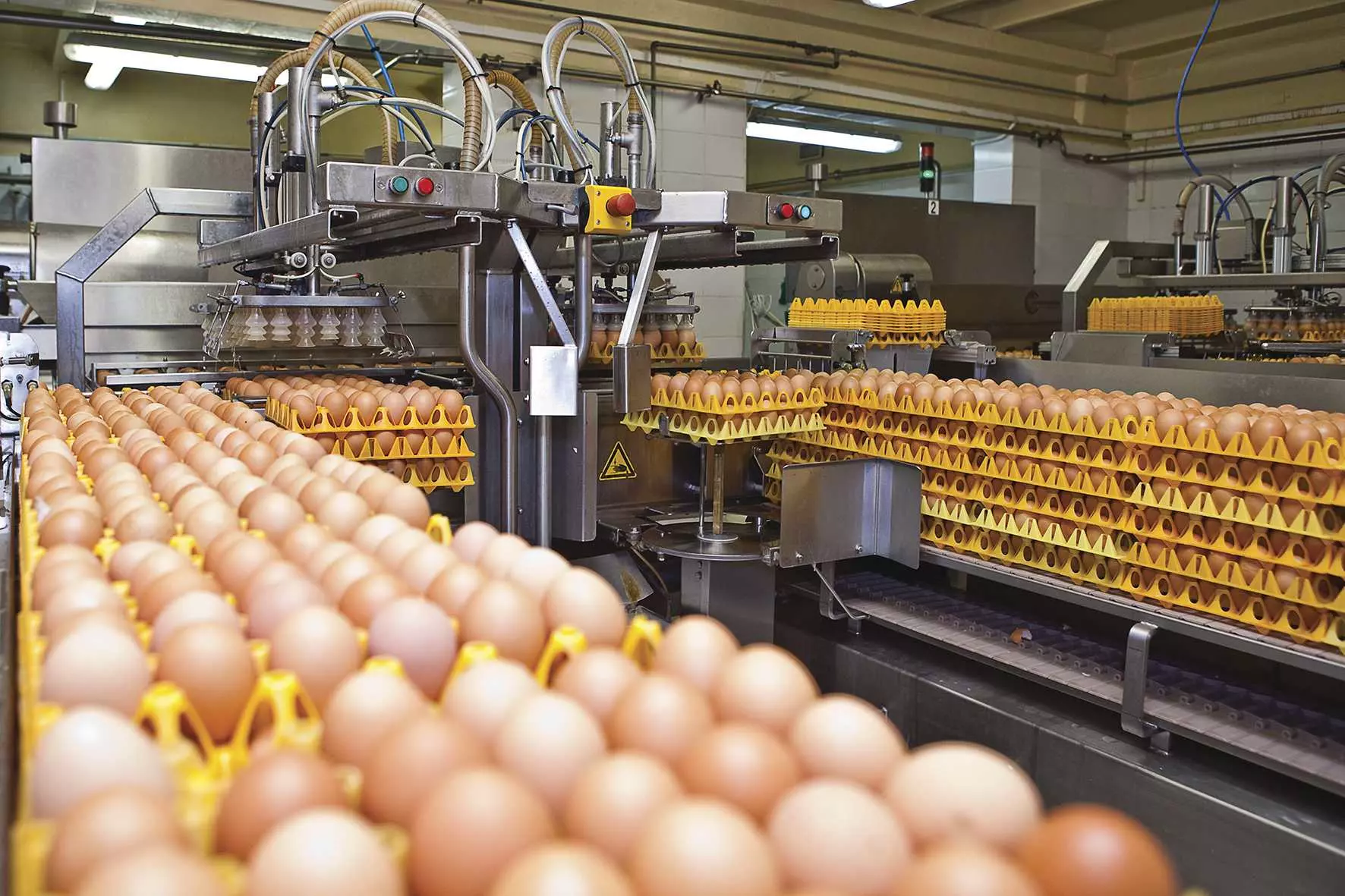 В Ленинградской области увеличат производство яиц 