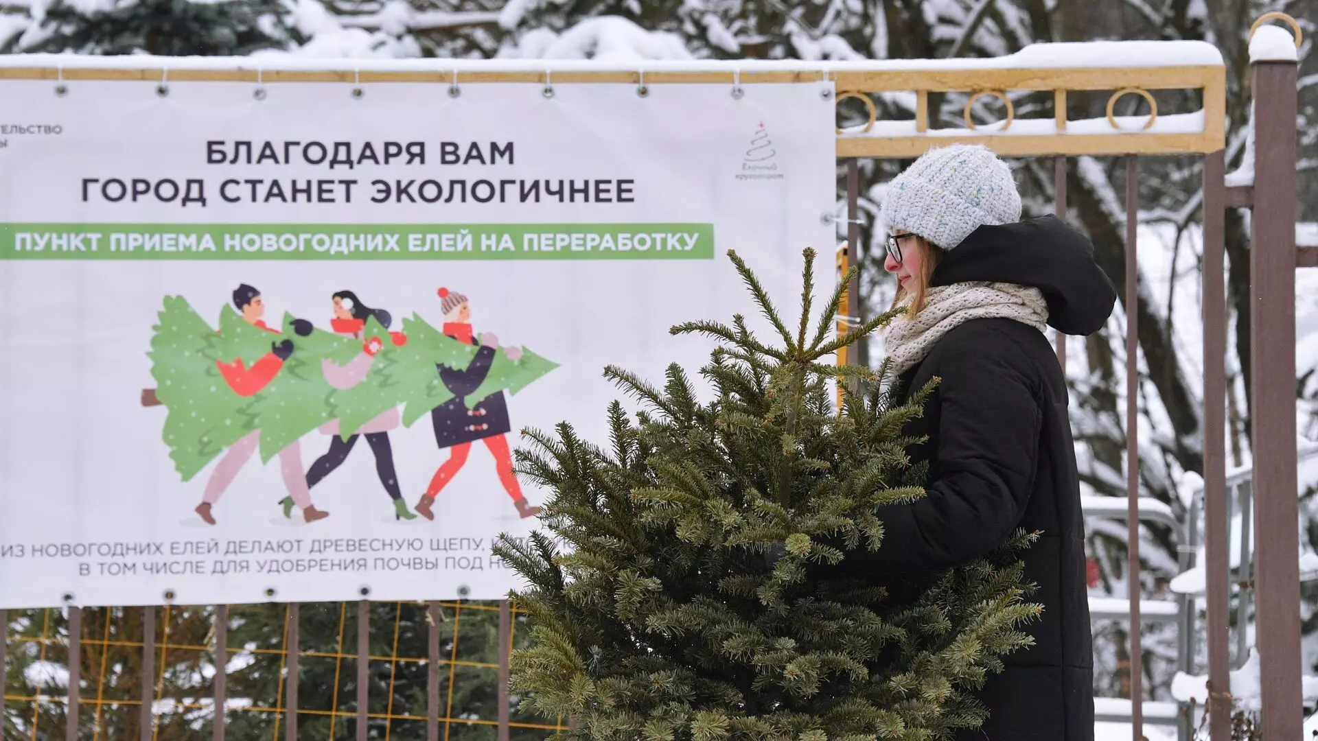 Петербуржцы продолжают сдавать елки на переработку