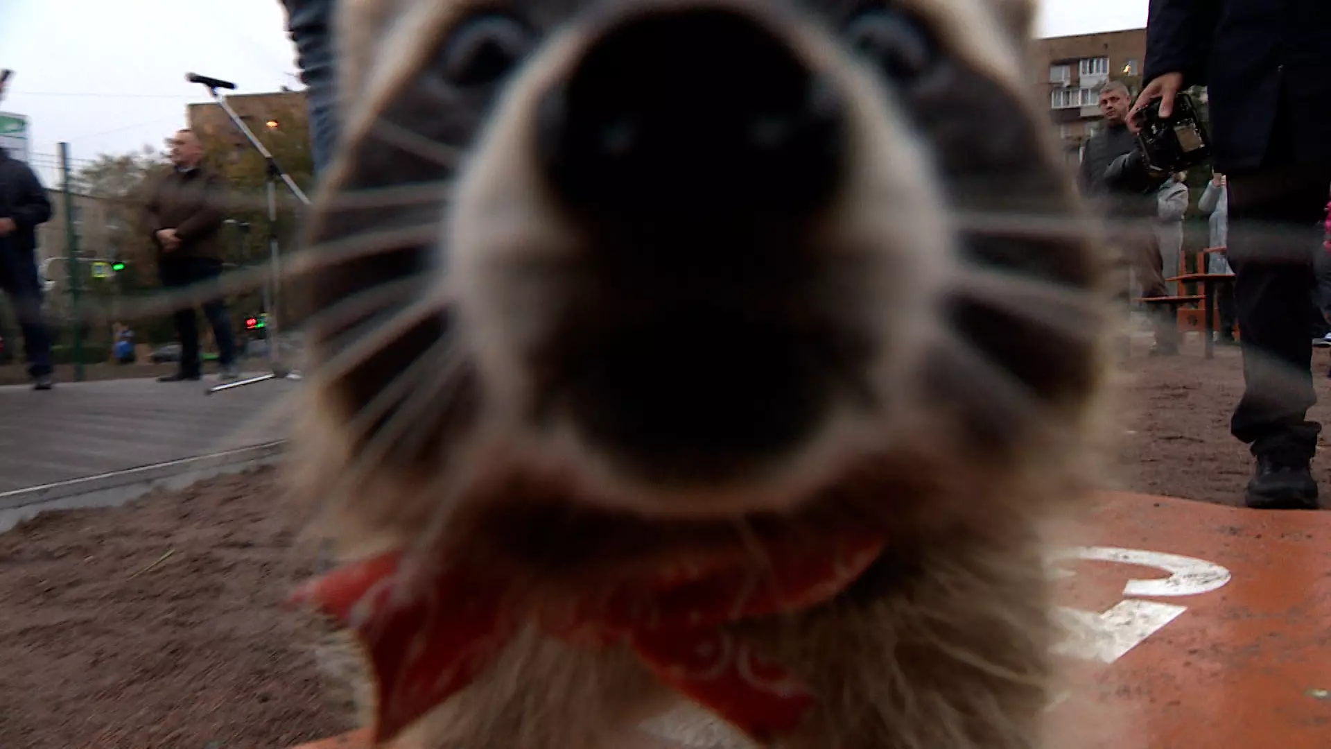 Новая площадка для дрессировки и выгула собак появилась в городе 