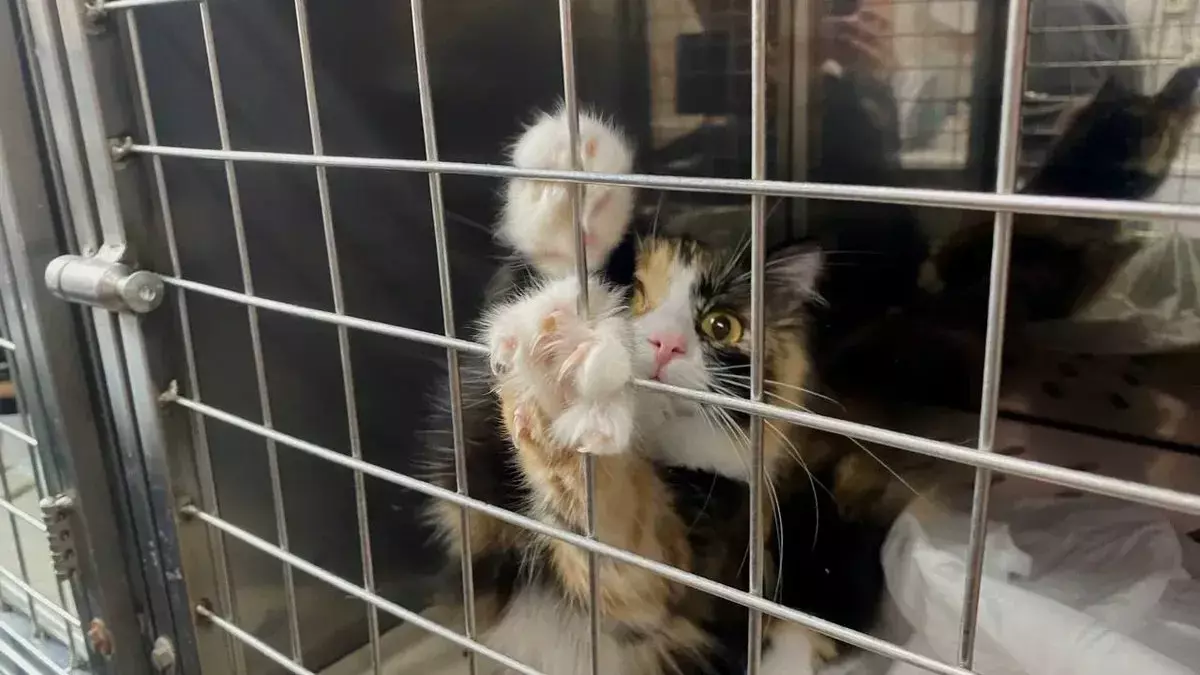 В городе появятся новые клиники и причты для животных 