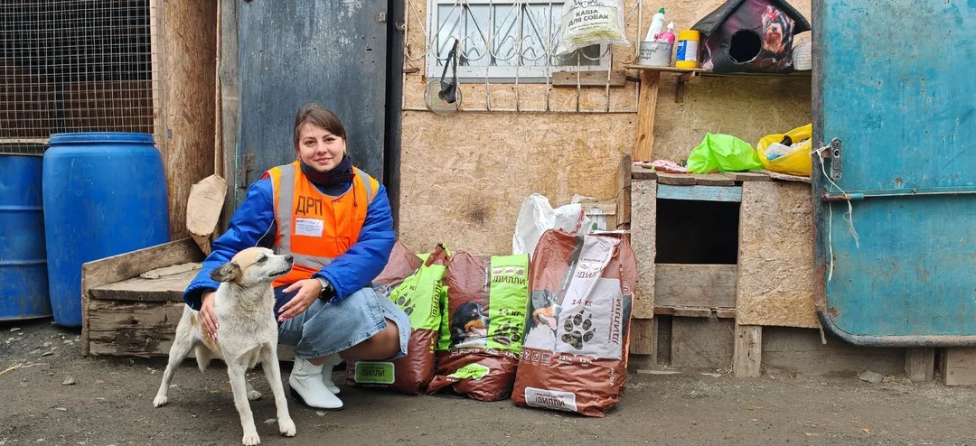Субсидии от города получат приюты для бездомных животных